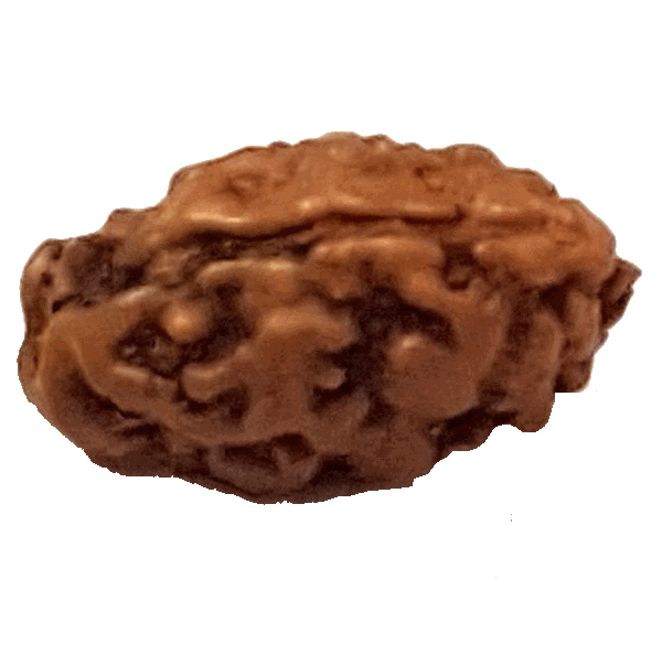 1 Mukhi Rudraksha